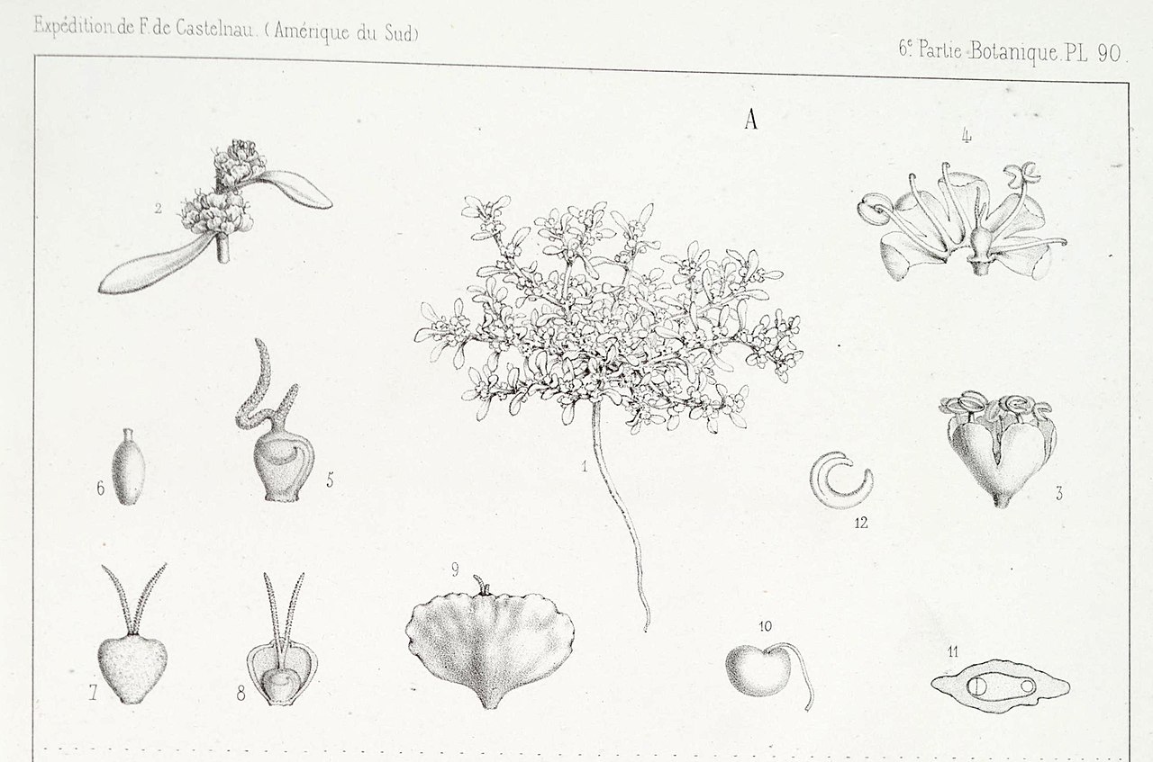 Atriplex pusilla