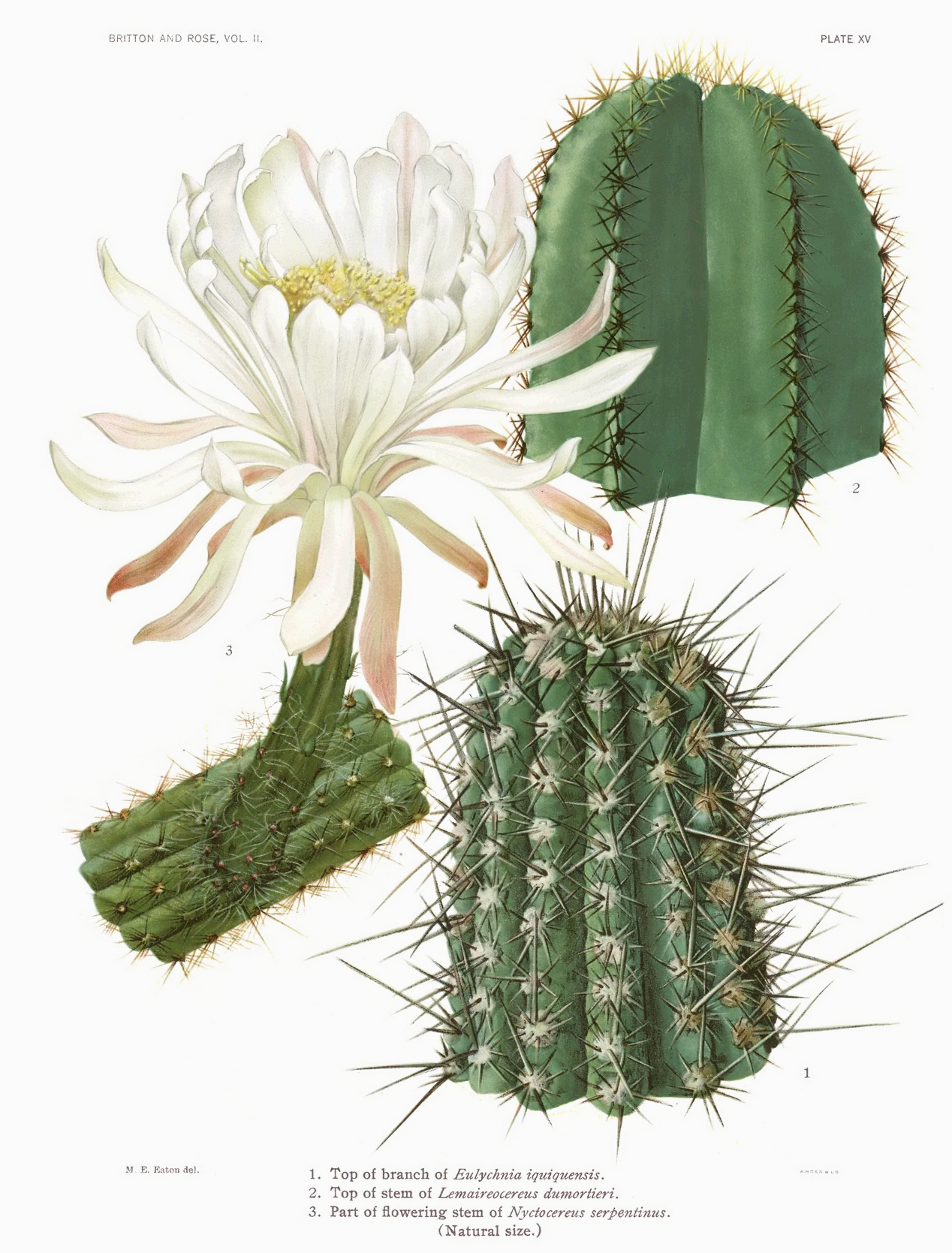 Eulychnia iquiquensis