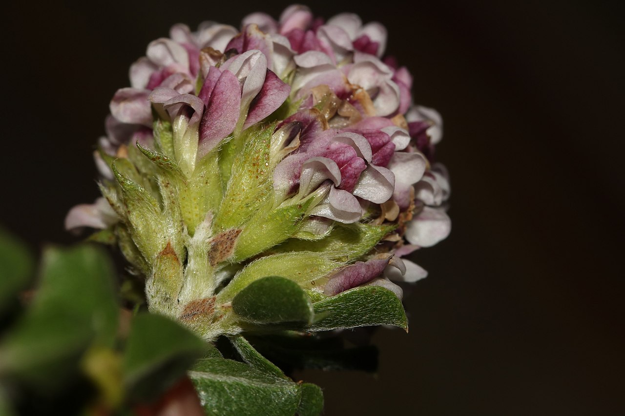 Psoralea stachyera