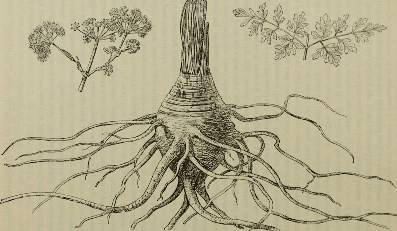 Ferula moschata