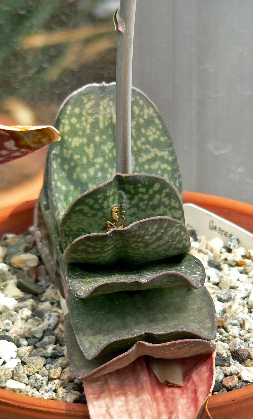 Gasteria disticha