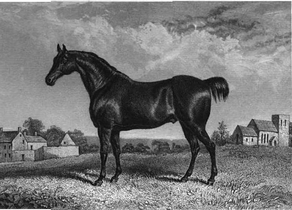 Norfolk Trotter