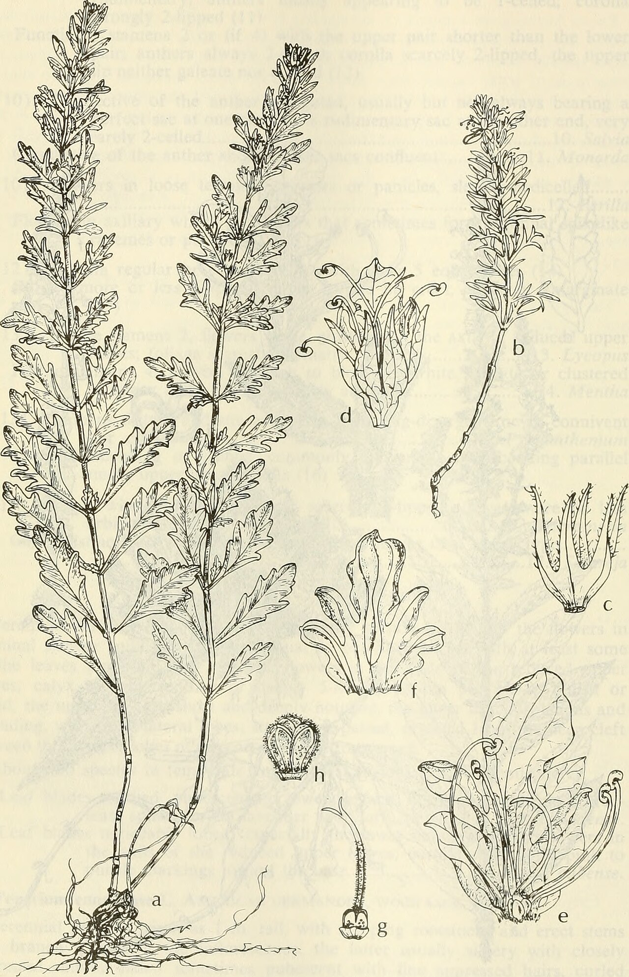 Teucrium cubense
