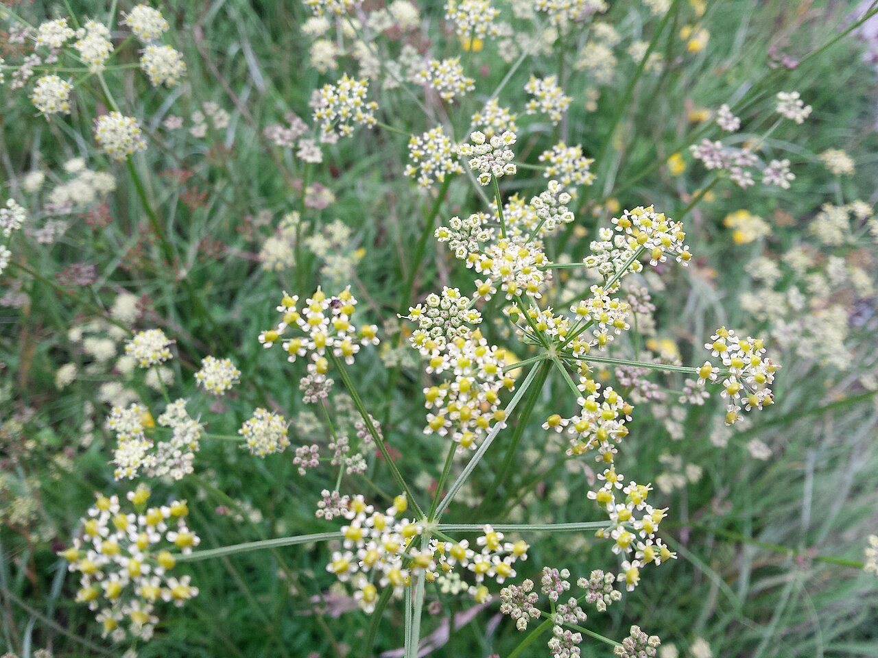 Selinum chabraei