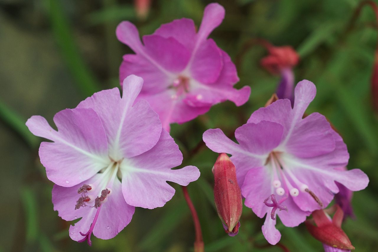 Clarkia breweri