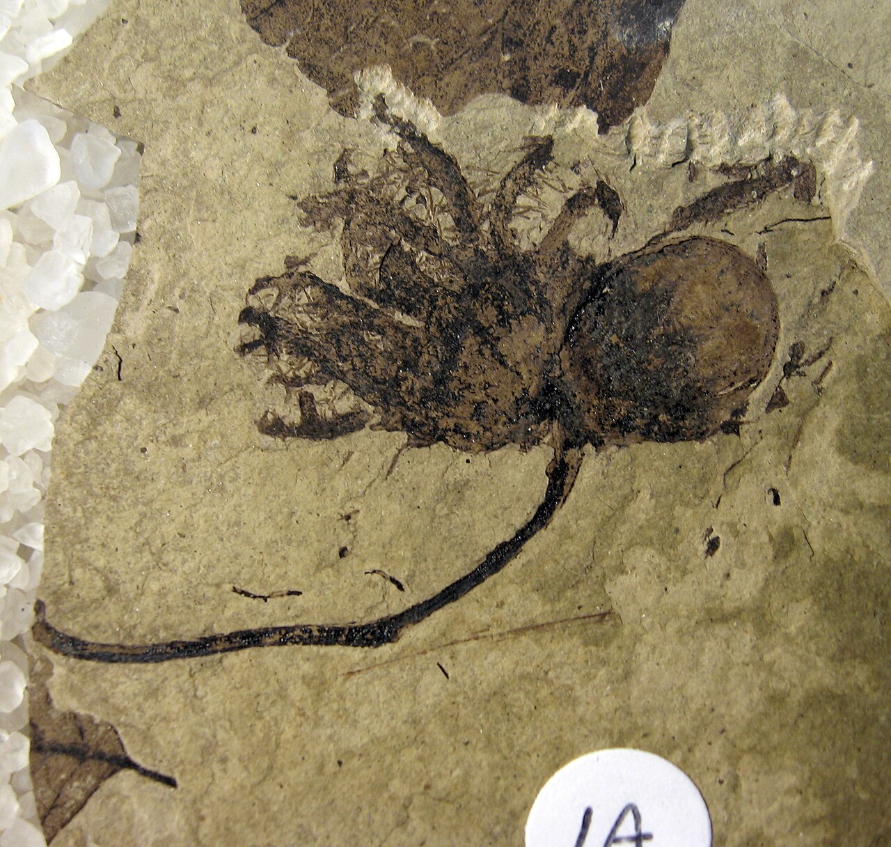 Corylus johnsonii