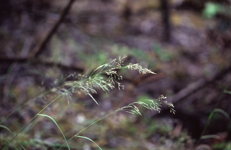 Agrostis hallii