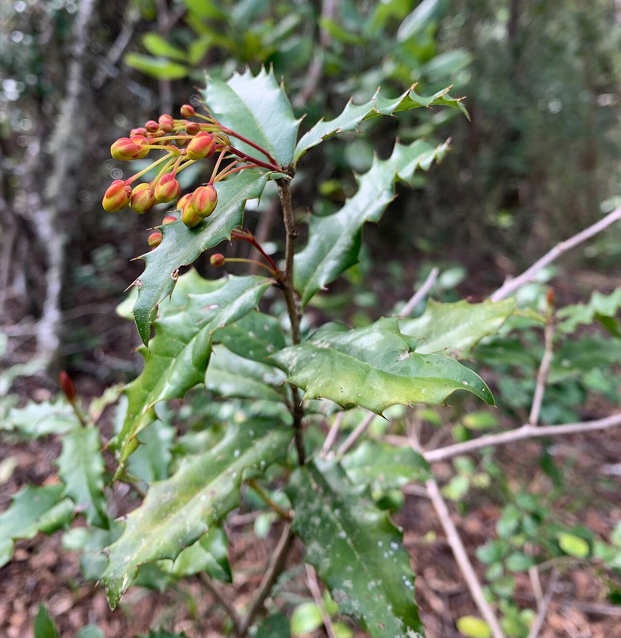 Berberis negeriana