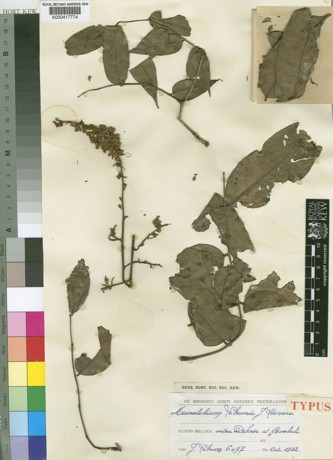 Anthonotha lebrunii