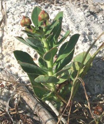 Euphorbia telephioides