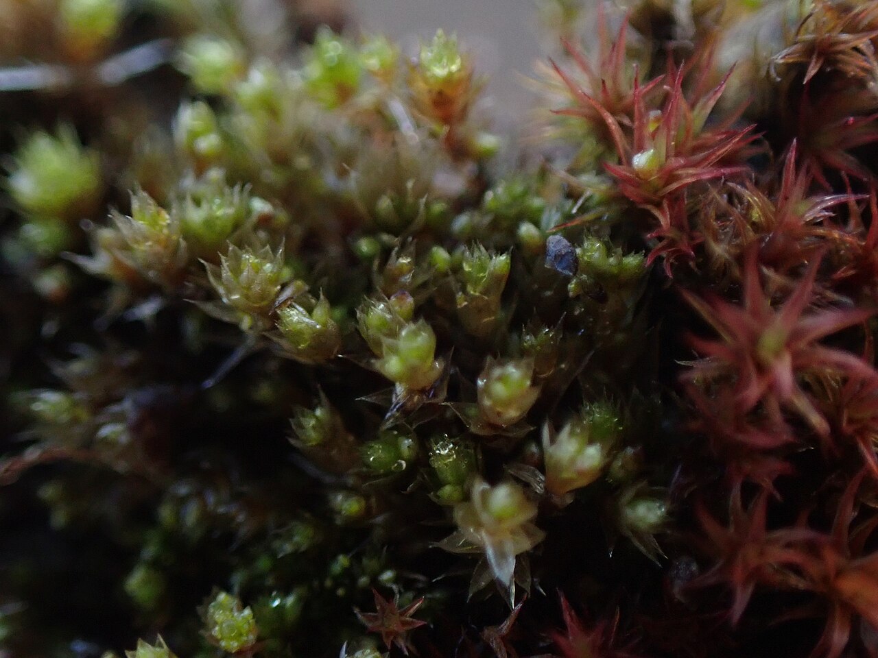 Bryum dichotomum