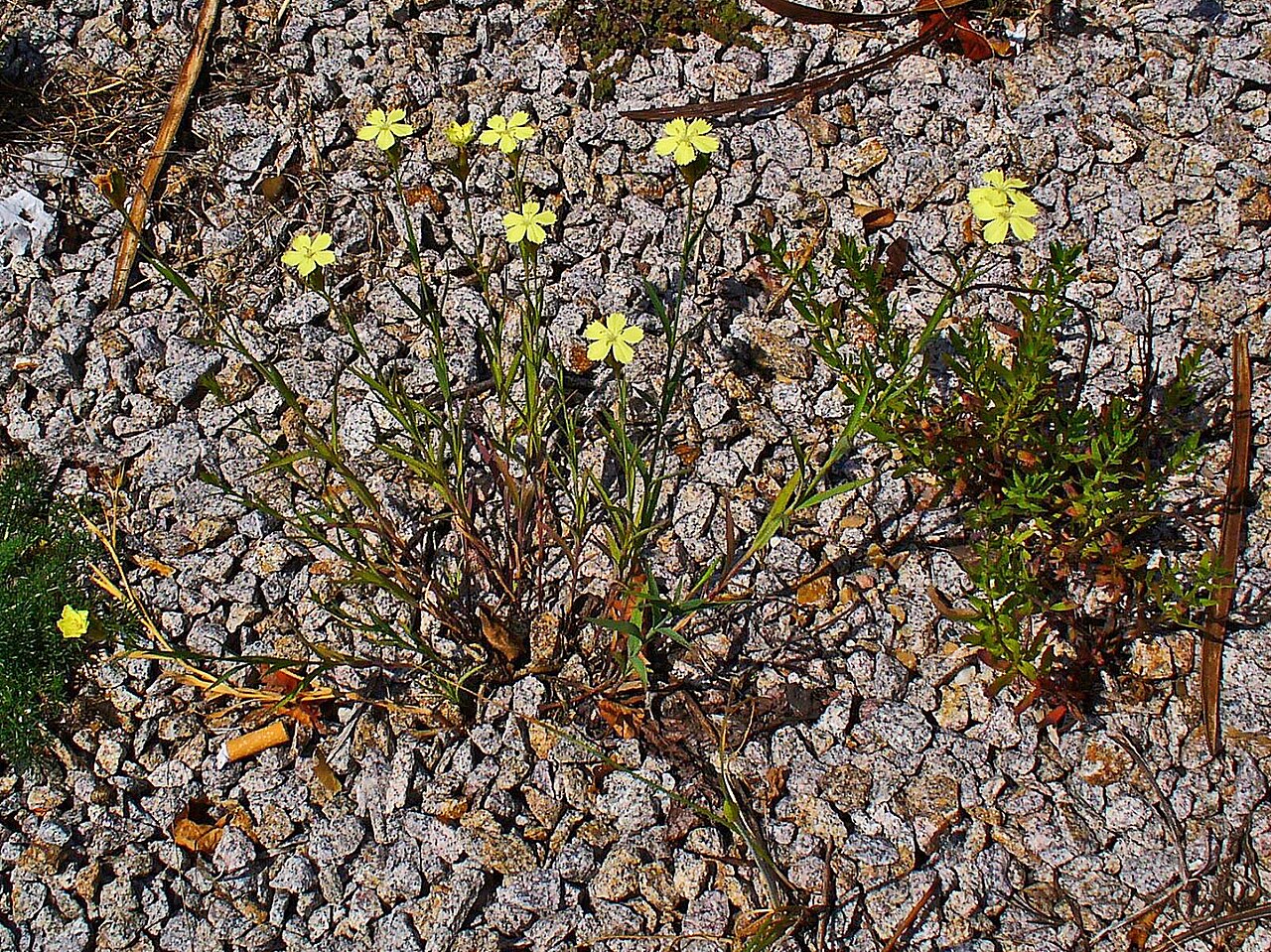 Dianthus balbisii