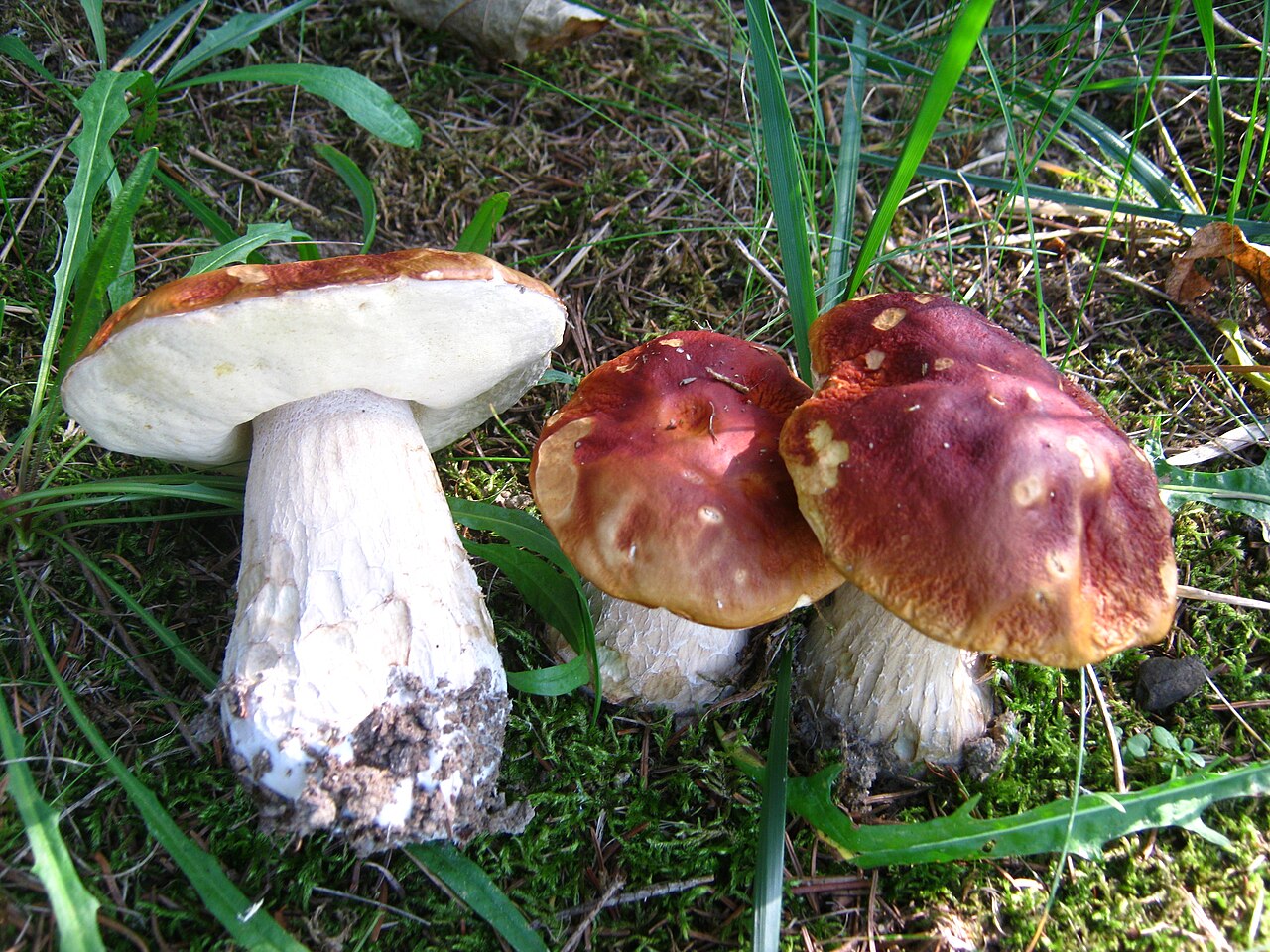 Boletus chippewaensis