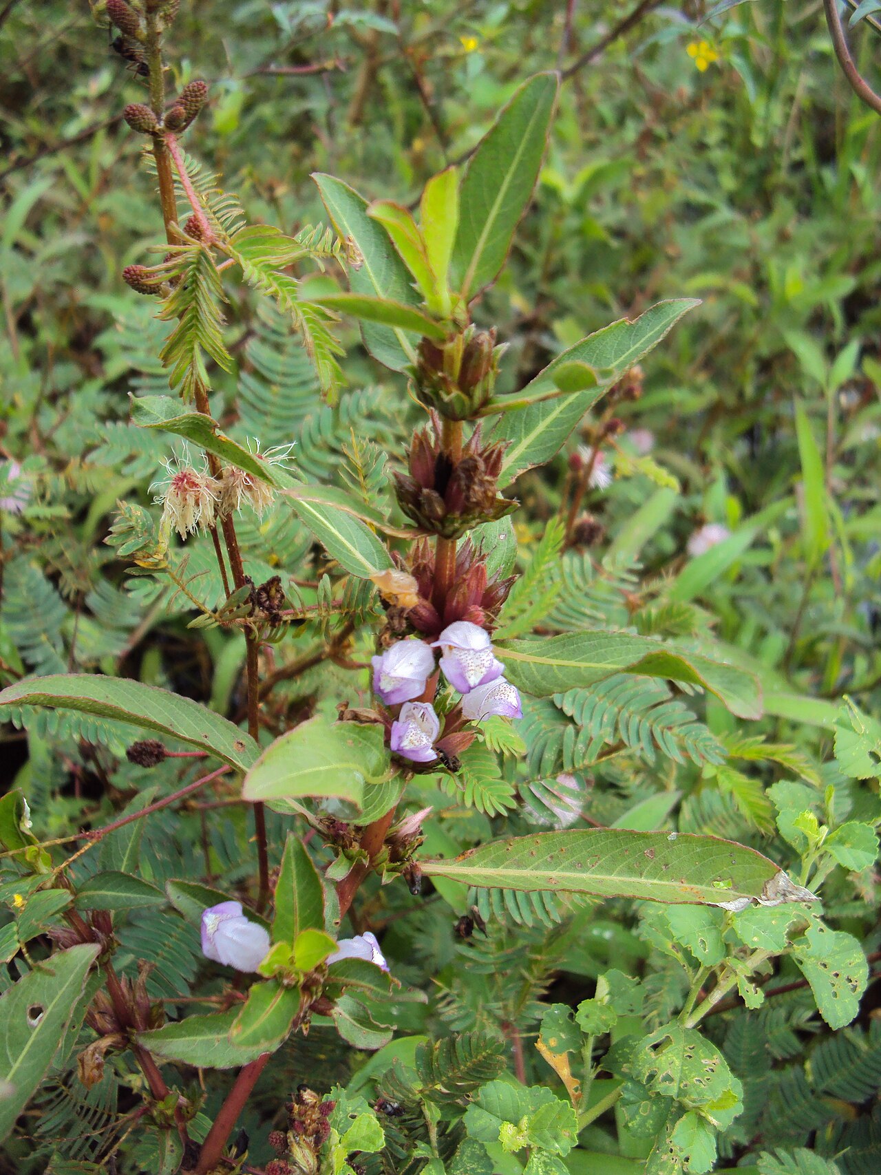 Hygrophila ringens