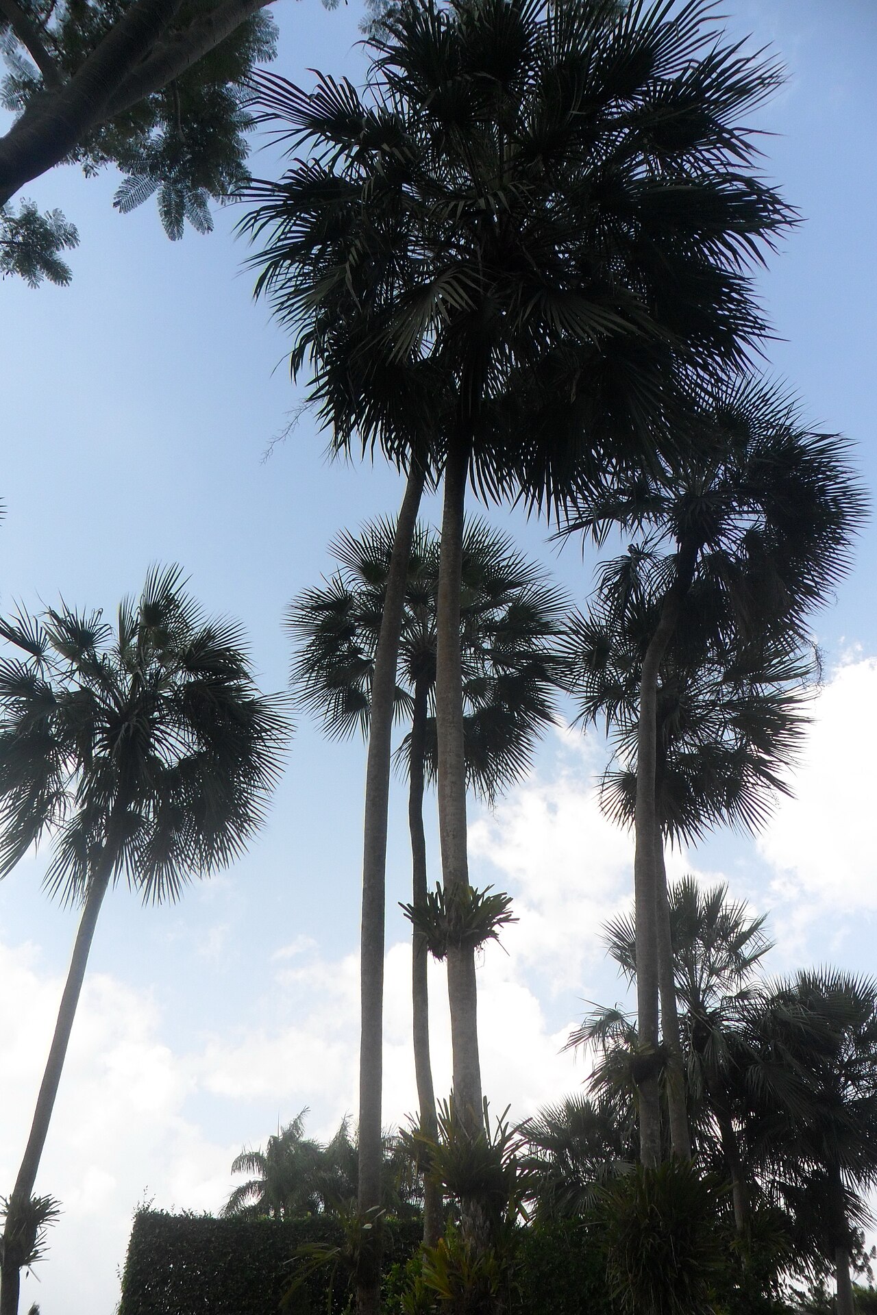 Copernicia prunifera