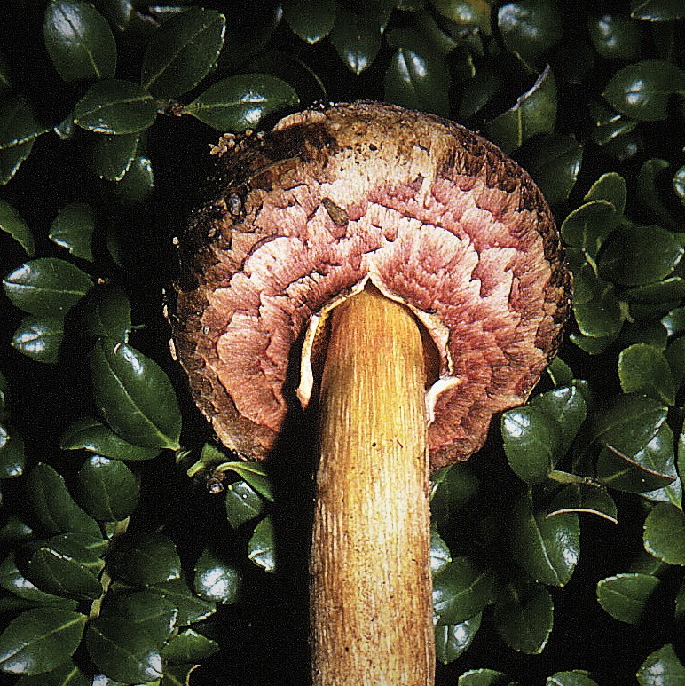 Boletellus floriformis