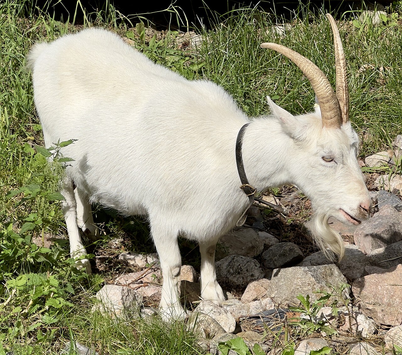 Lapp Goat