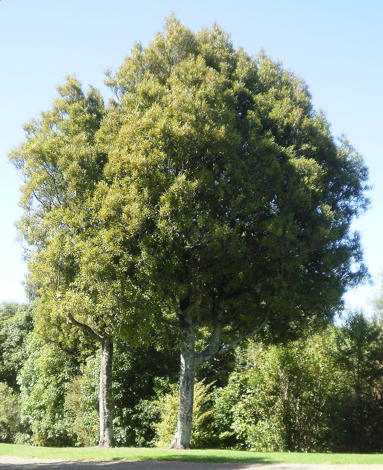 Māori name tawa