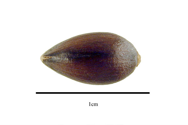 Ephedra ciliata