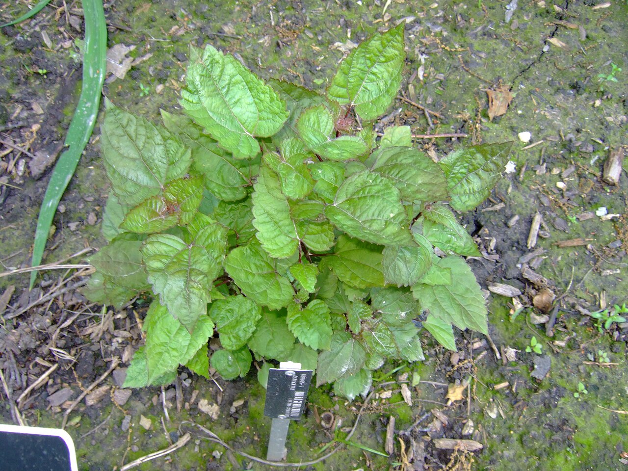 Ageratina luciae-brauniae
