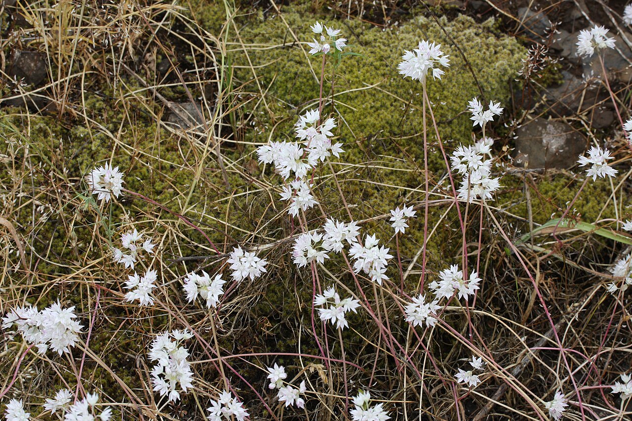 Allium amplectens