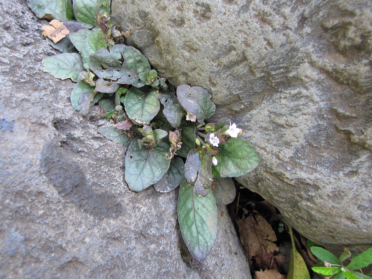 Hemigraphis reptans