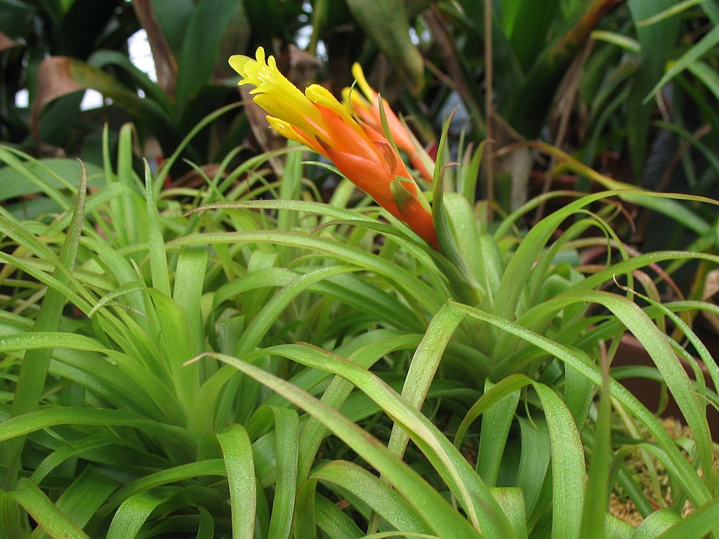 Guzmania angustifolia