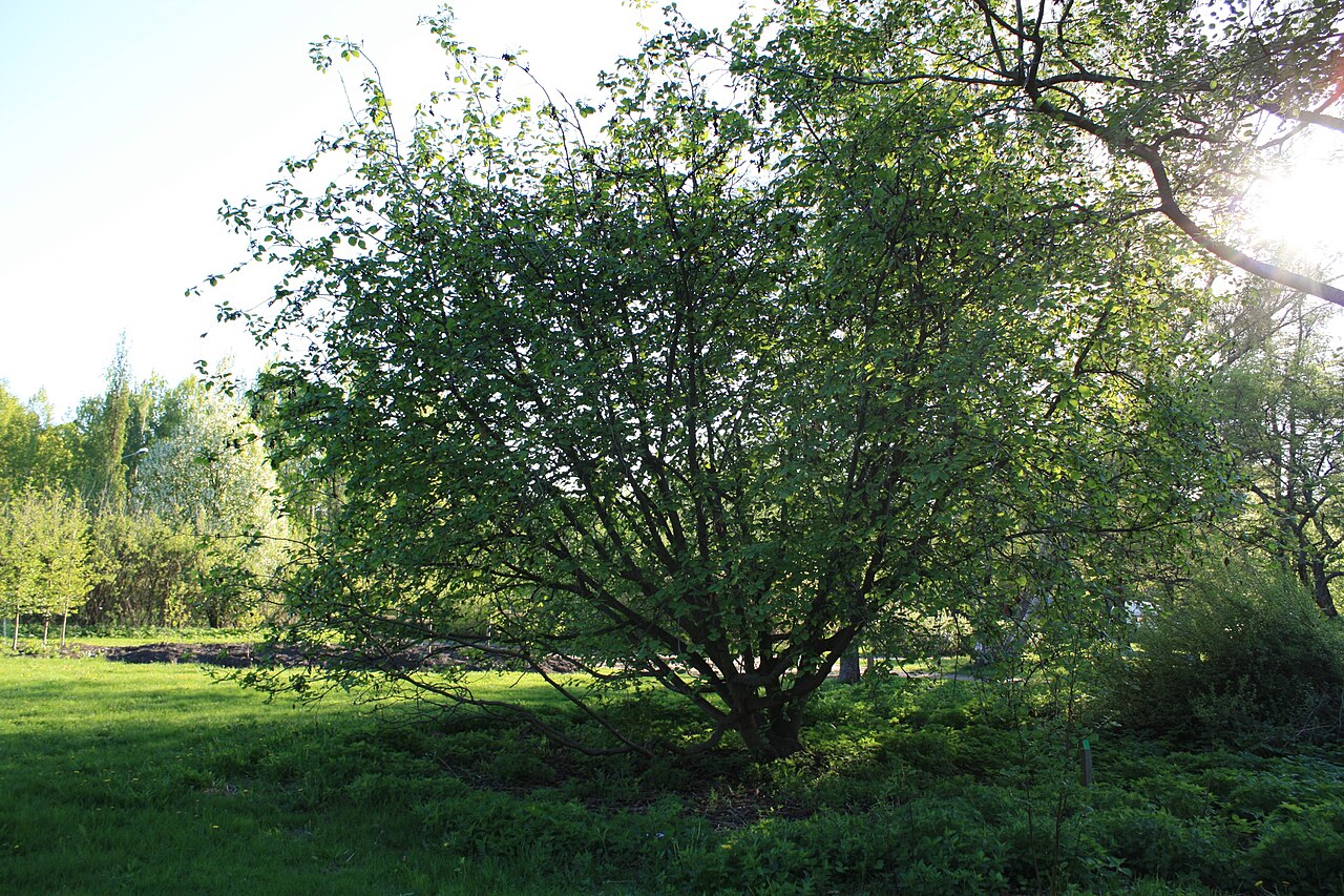 Alnus mandshurica