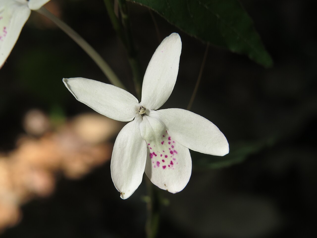 Pseuderanthemum malabaricum