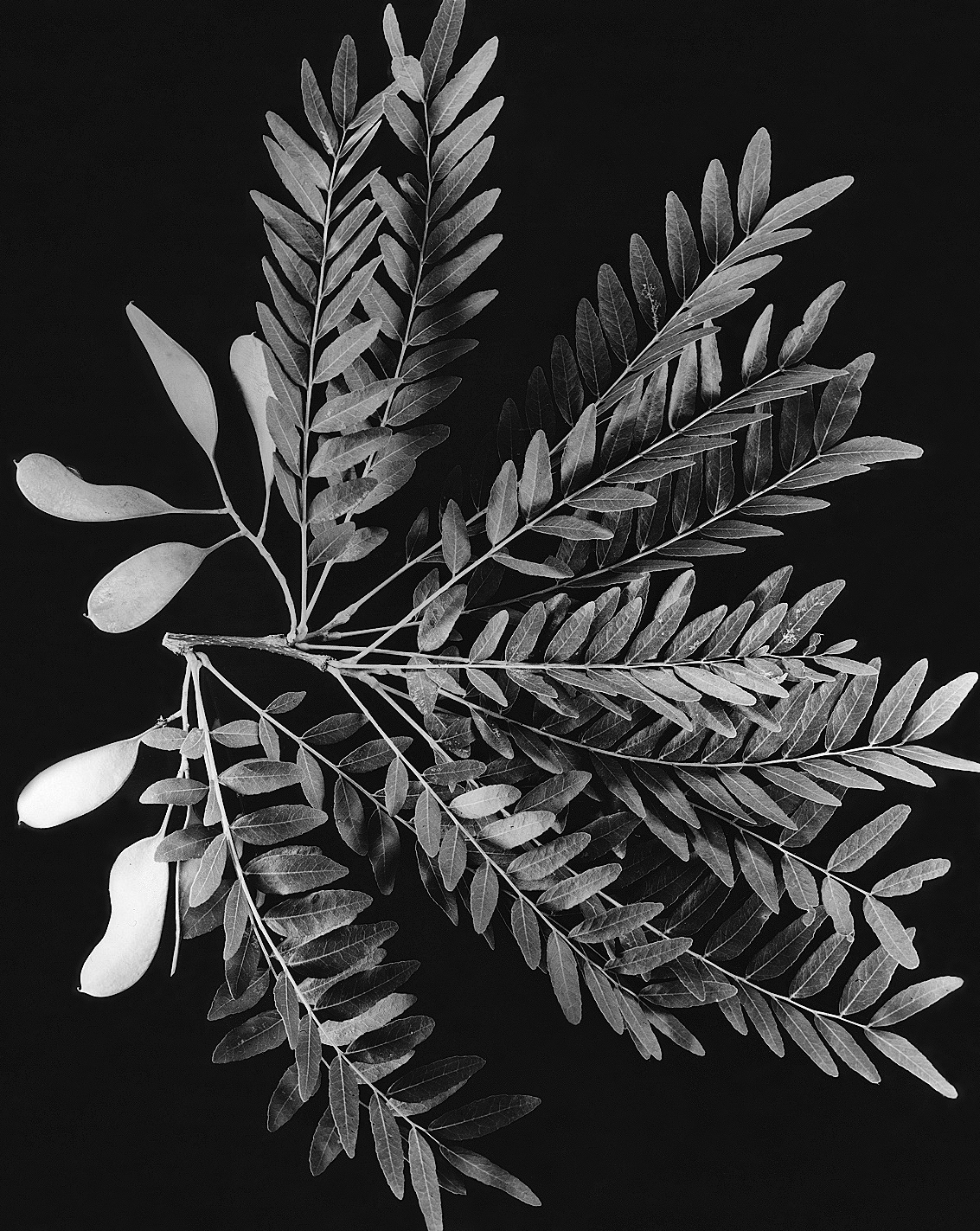 Gleditsia aquatica