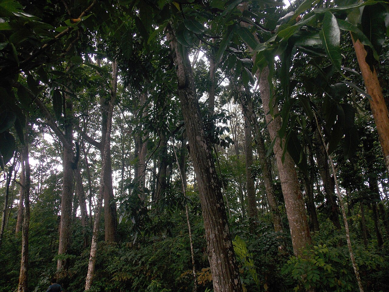 Dipterocarpus sublamellatus