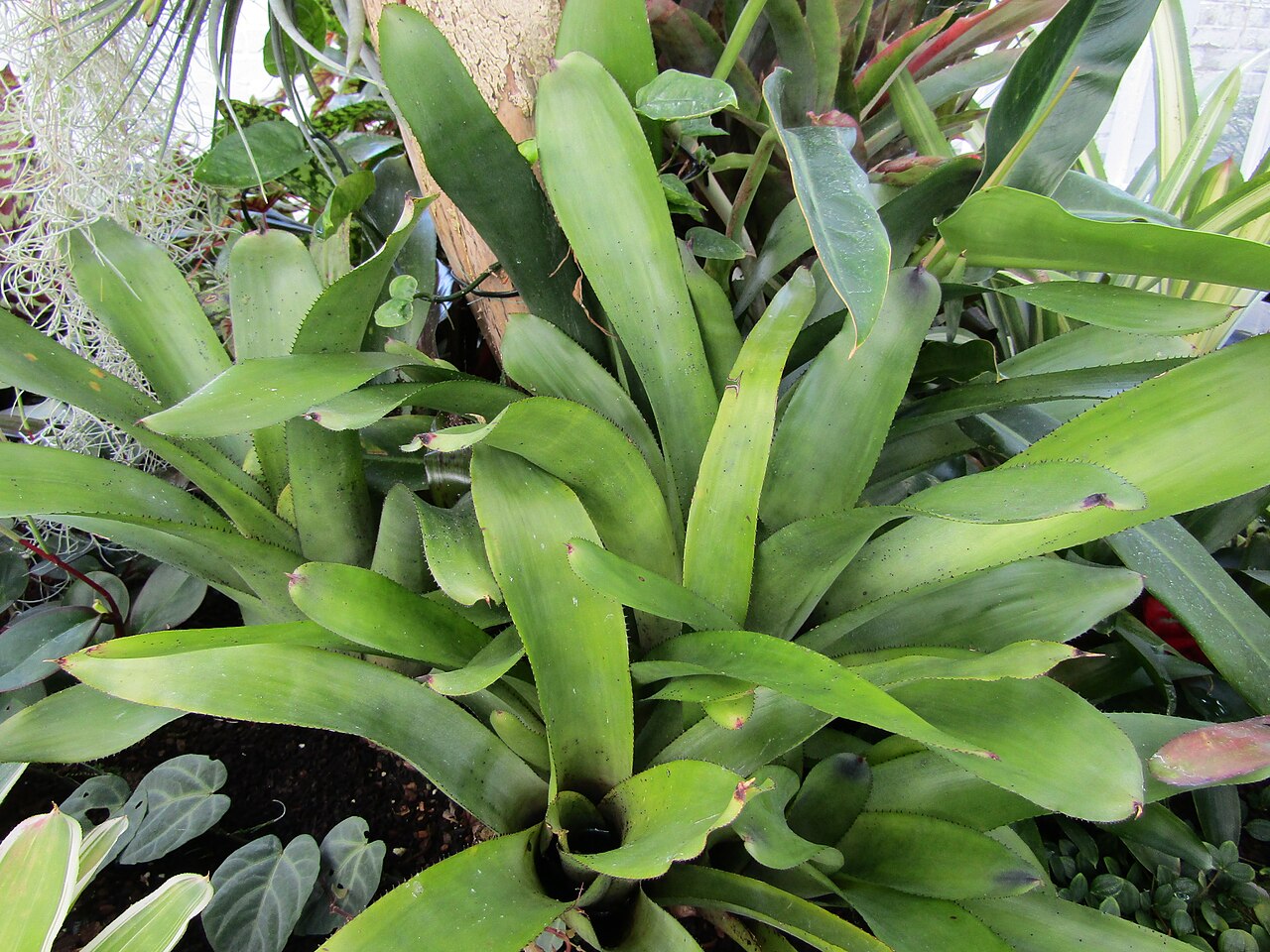 Aechmea kertesziae