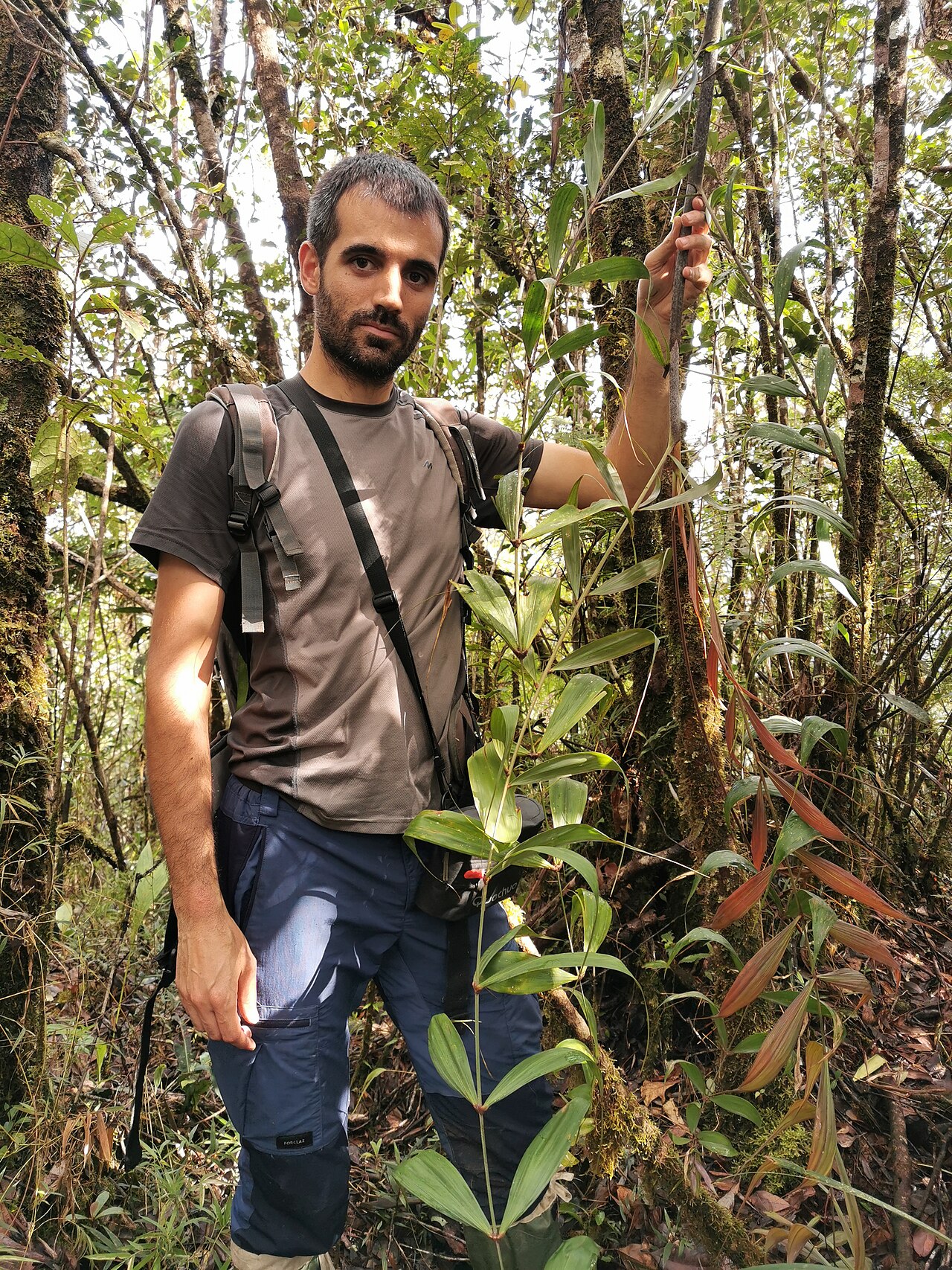 Dypsis andilamenensis