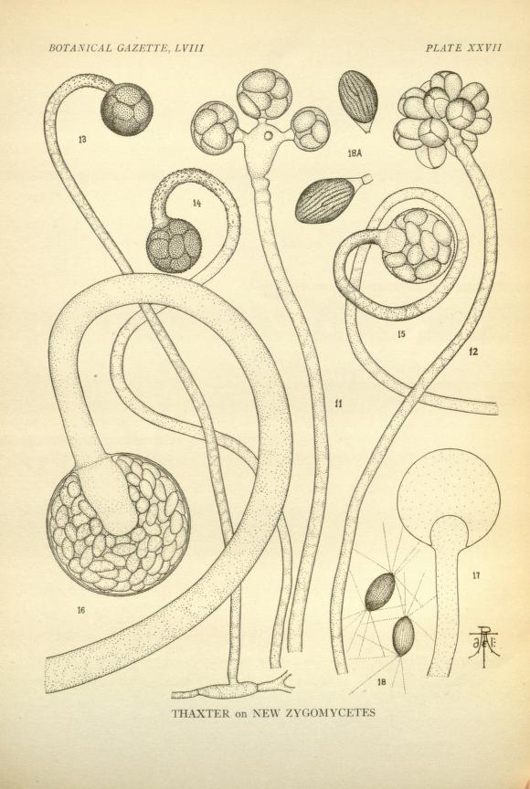 Blakeslea trispora