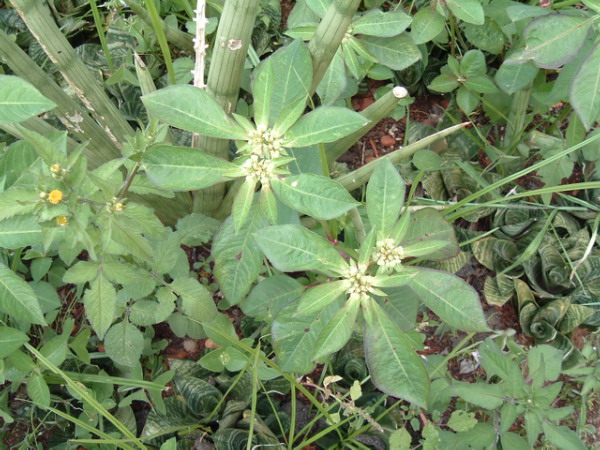 Euphorbia dentata