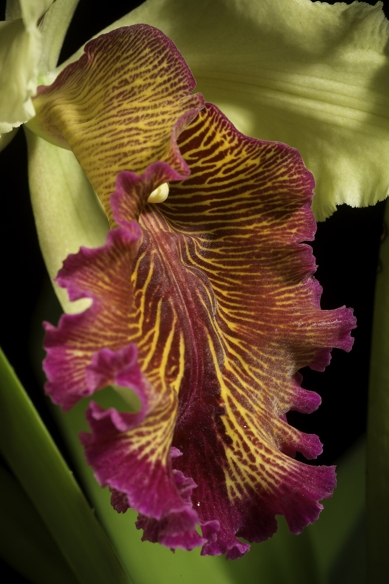 Cattleya dowiana