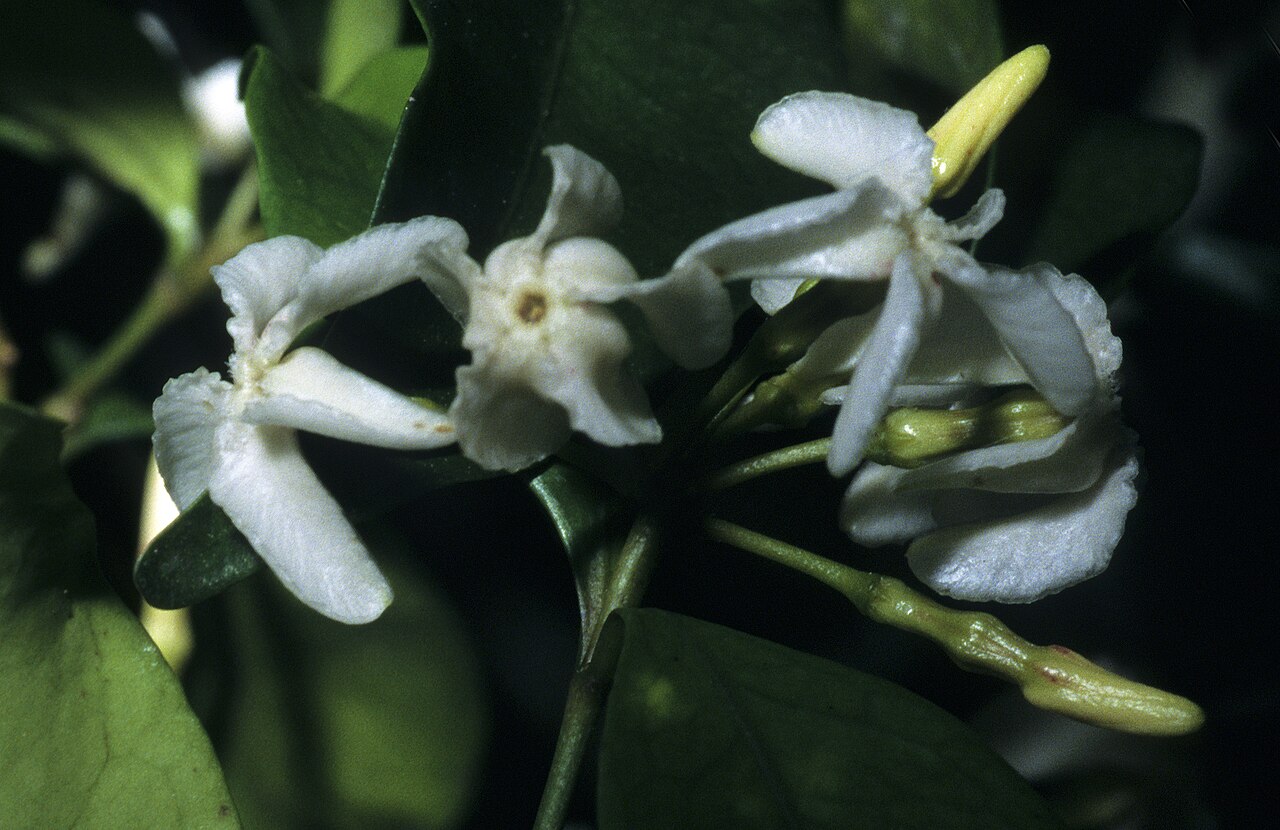 Alafia caudata