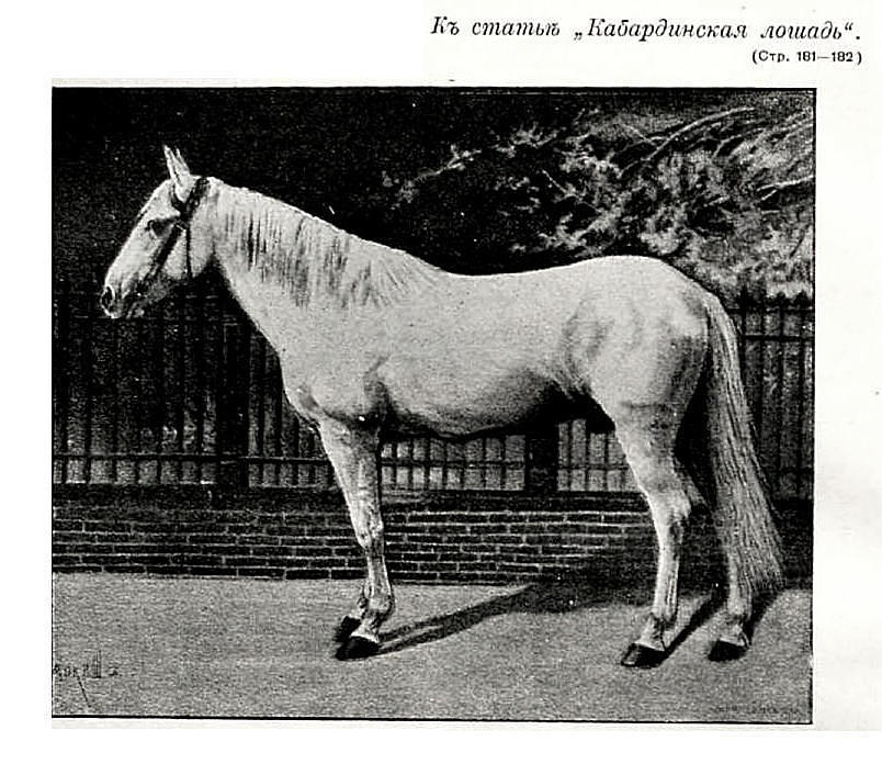 Kabarda horse