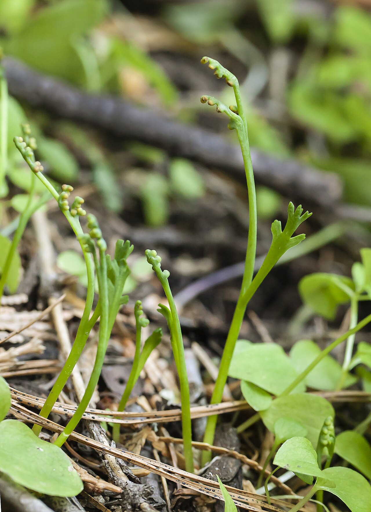 Botrychium montanum