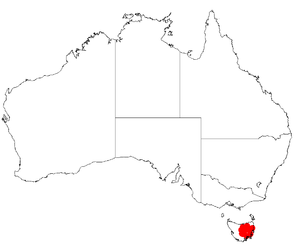 Acacia axillaris