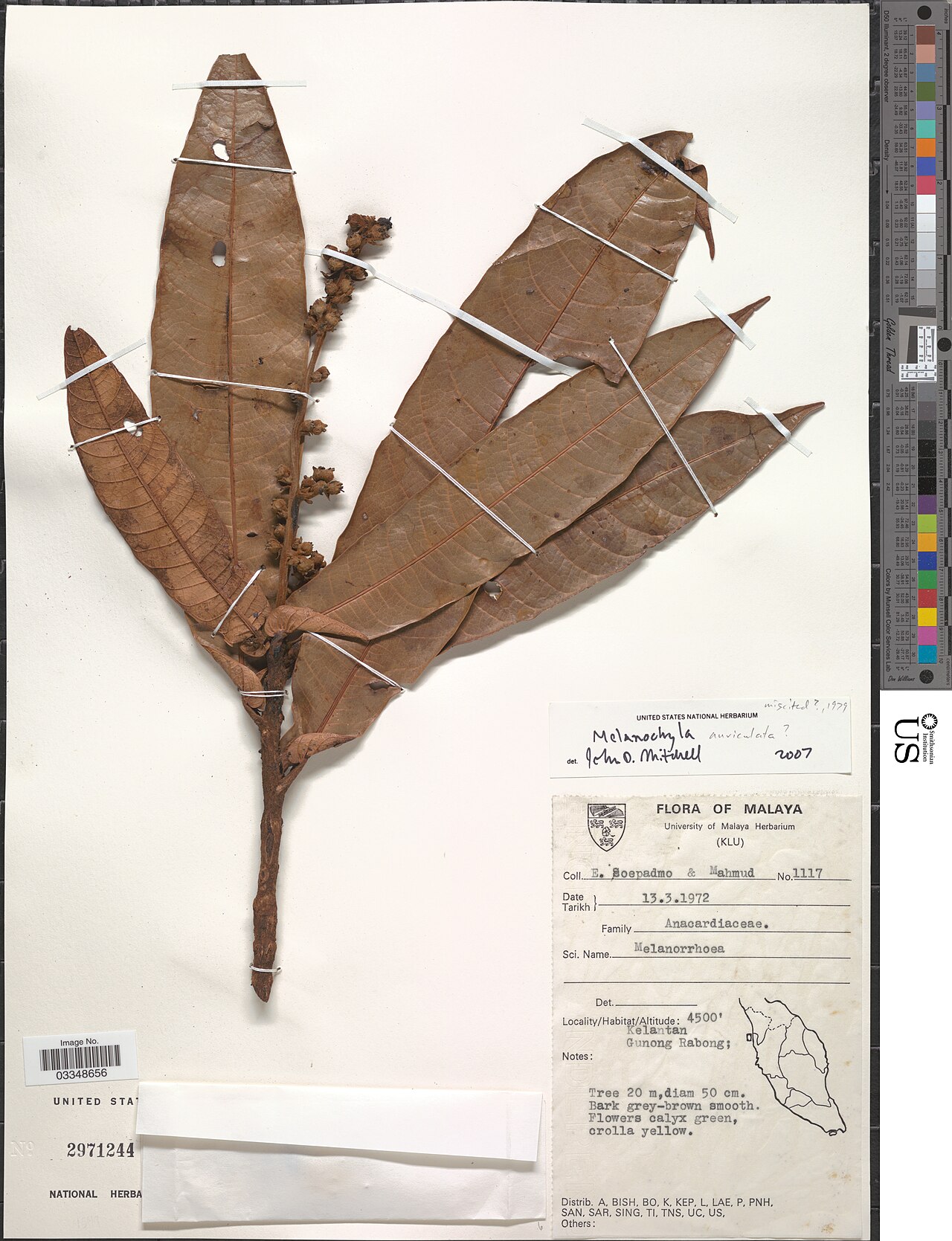 Melanochyla auriculata