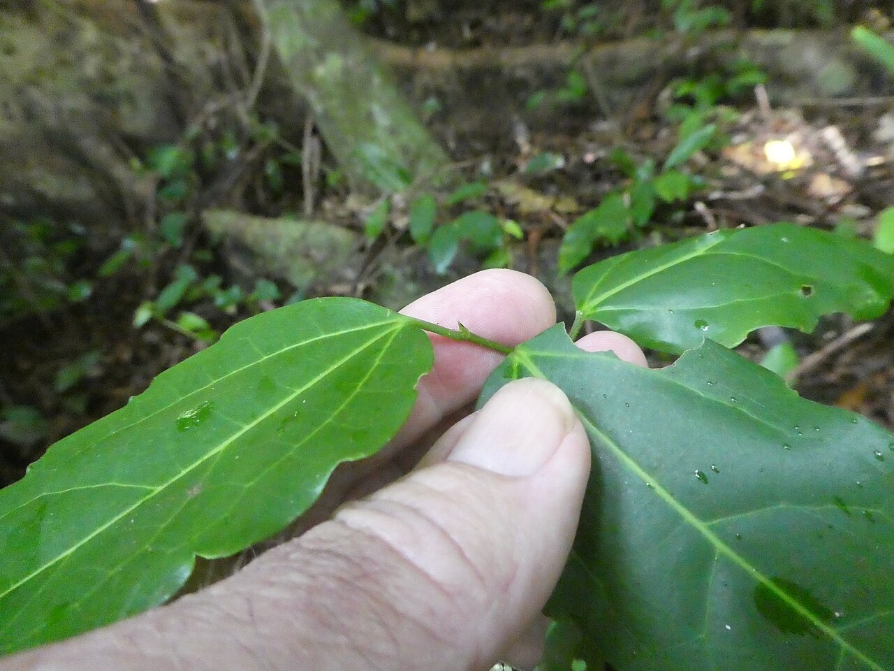 Tripewood