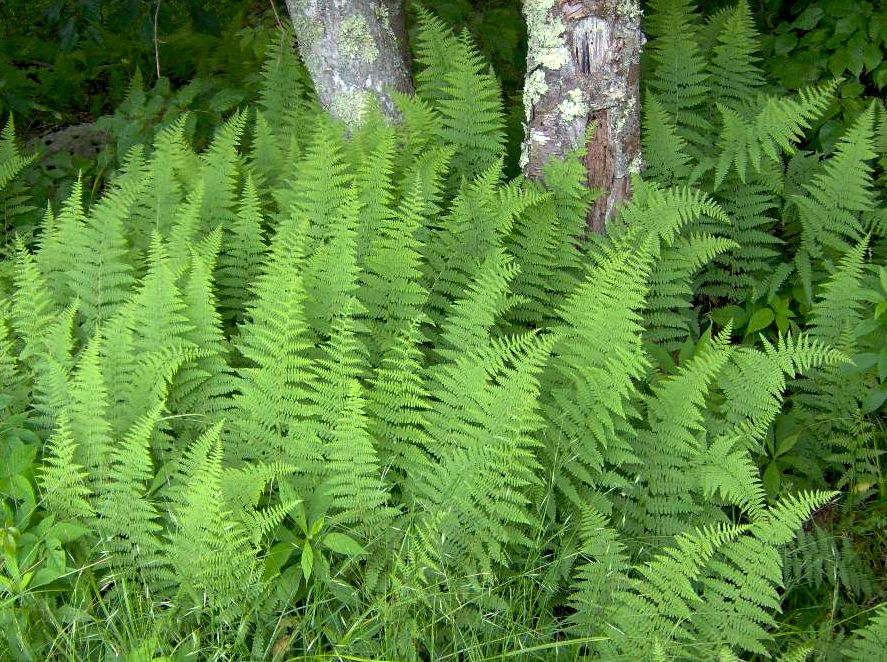 Dennstaedtia punctilobula