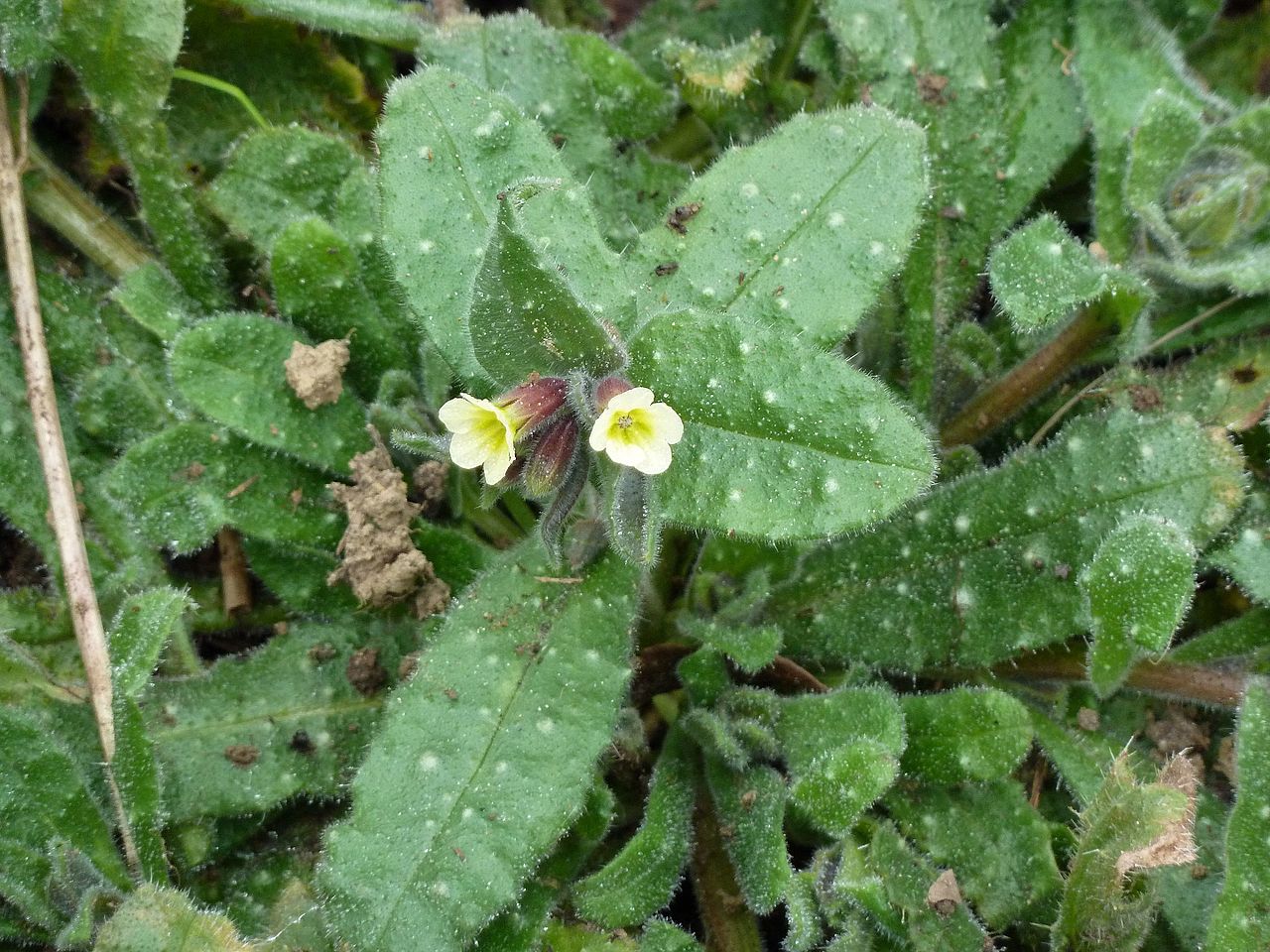 Nonea lutea