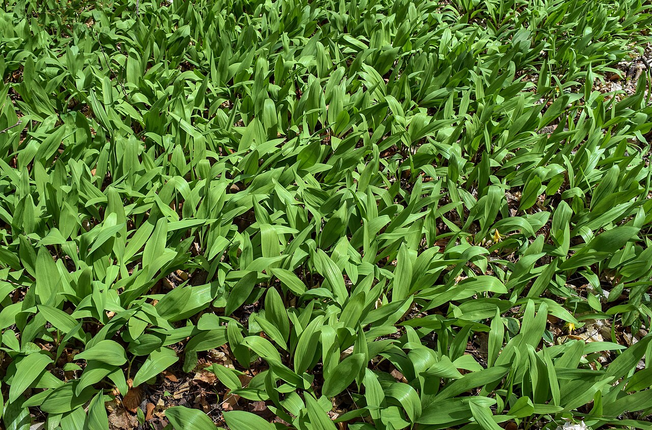 Allium tricoccum