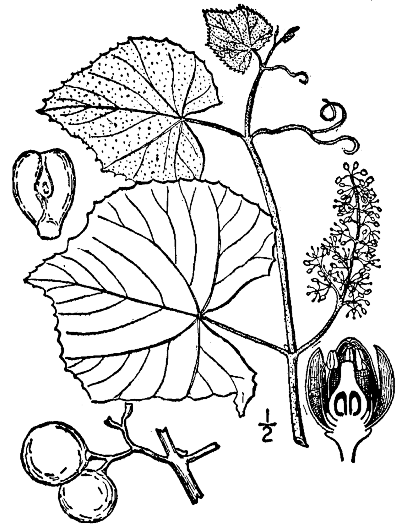 Concord Grape