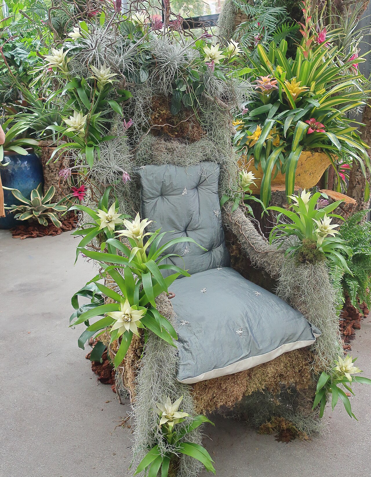 Guzmania globosa