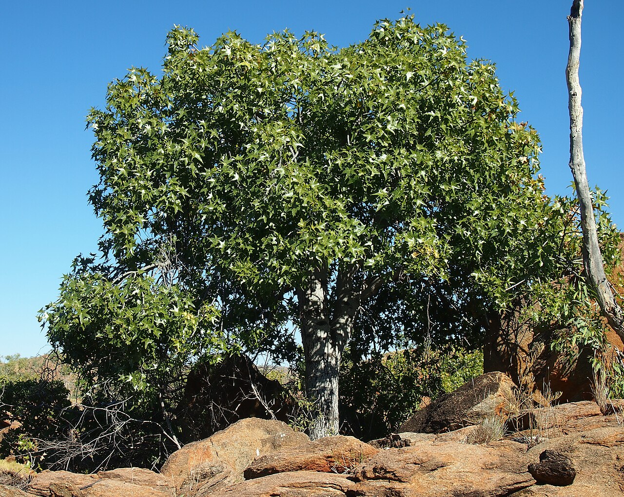 Brachychiton collinus
