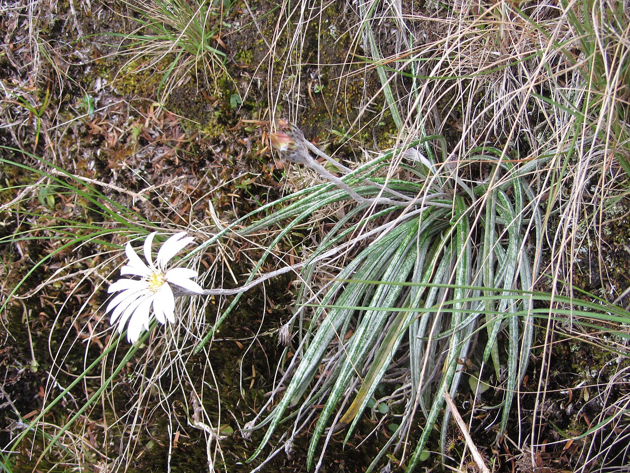 Celmisia major