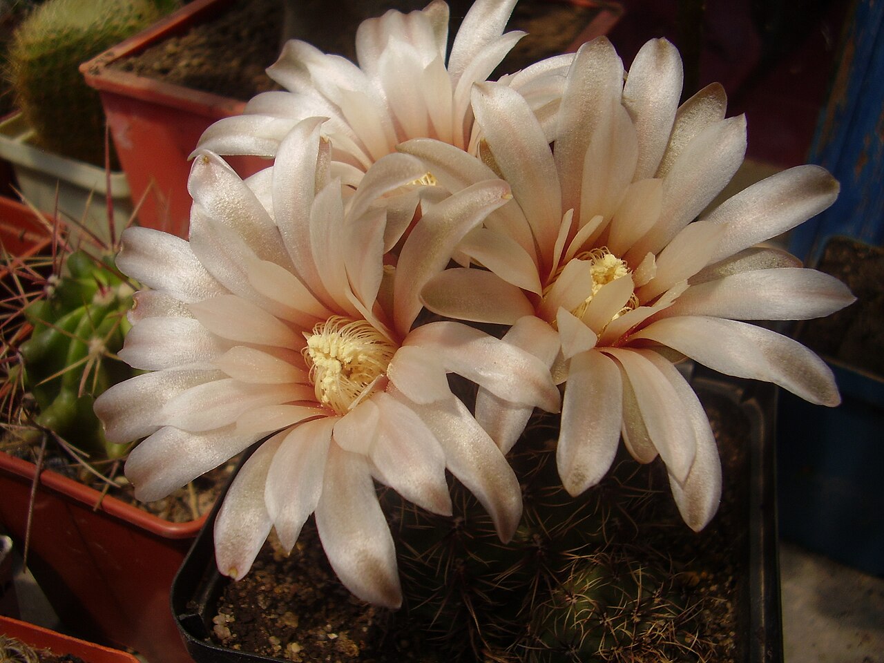 Gymnocalycium erinaceum